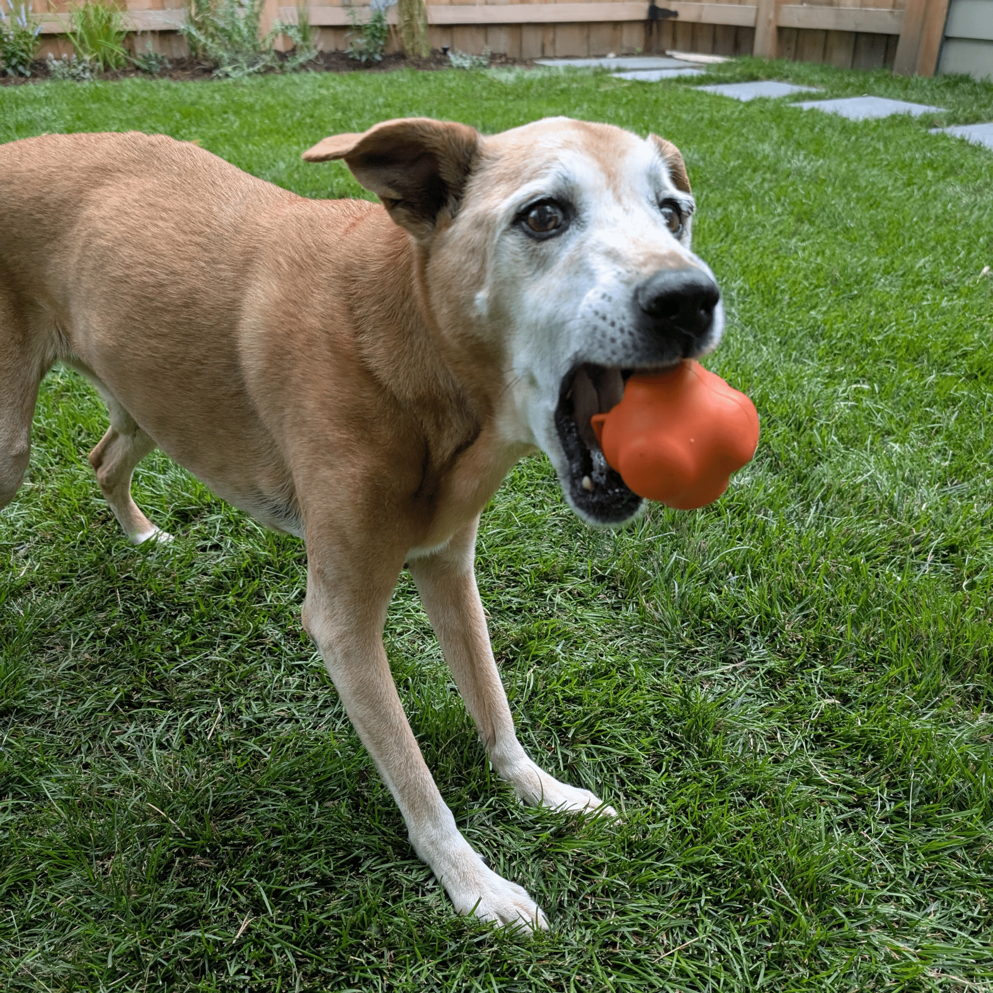 Dog Fetch Balls